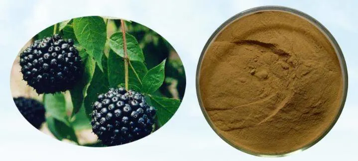 E. K Herb ISO/Kosher Certified Manufacturer 100% Natural Siberian Ginseng Extract Organic Siberian Ginseng Extract Powder High Quality Isofraxidin 0.3% in Stock