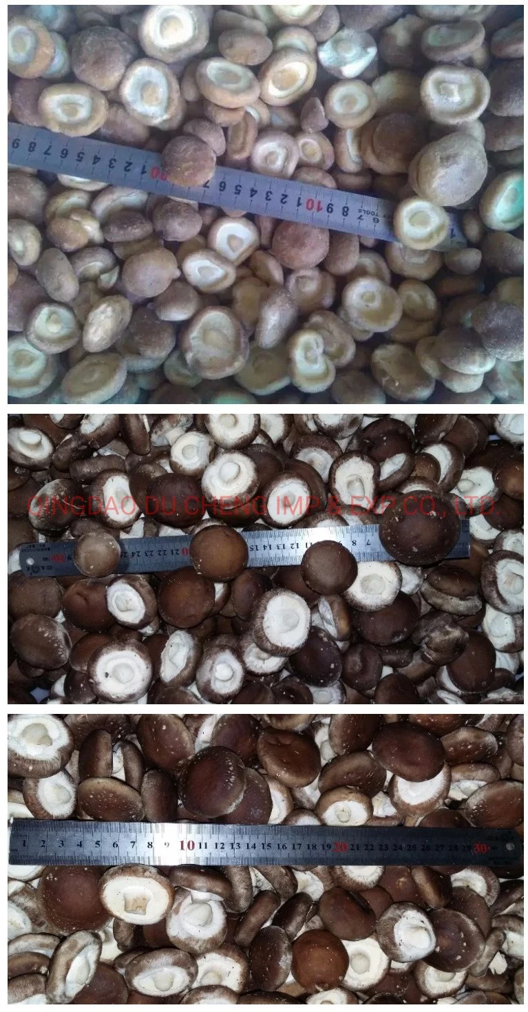 Fresh Organic Frozen Lentinus Edodes, Shiitake Mushroom with Wholesale Price