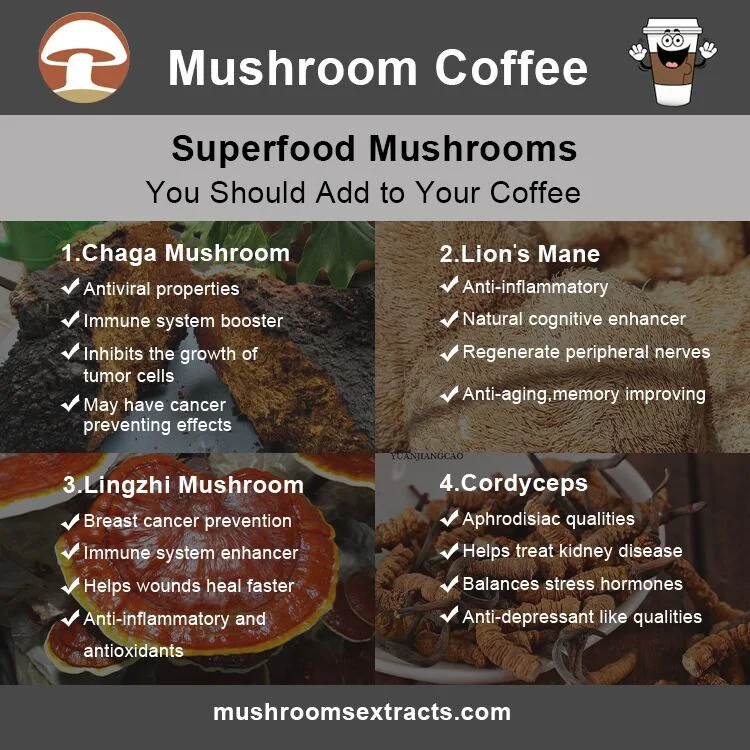 High Performance Organic Chaga Mushroom Powder Mushroom Extract Chaga Extract Chaga Mushroom